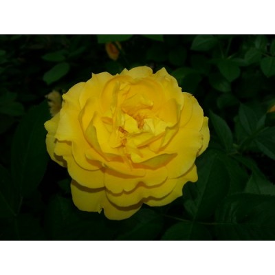 Julia Child Rose Bush - Butter Yellow - 4" Pot - Proven Winners   